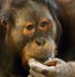 Picture of orangutan