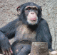 Pict of chimpanzee