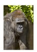 Picture of Gorilla female